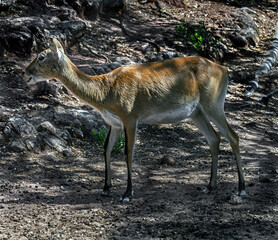 Lechwe waterbuck female. Latin name - Kobus leche kafuensis	
