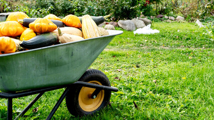 a wheelbarrow with a harvest of pumpkins and kobachki