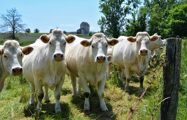 A Charolais cow herd in a meadow in the countryside pasture.