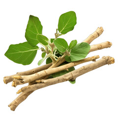 Ashwagandha, Indian ginseng or winter cherry isolated on transparent background