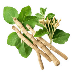 Ashwagandha, Indian ginseng or winter cherry isolated on transparent background
