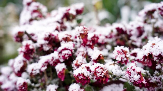 red flowers on snow, chrysanthemum on snow, falling snow, winter background 