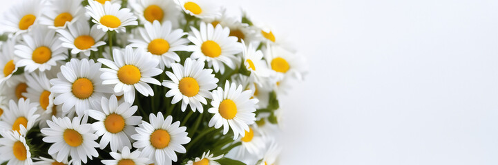 Obraz premium Flowers chamomile banner with a place for text. The concept of fortune telling and 8 march. bouquet of daisies. Copy space