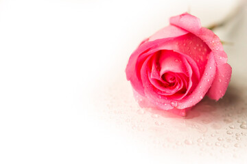 Pink rose on white background, copy space for the text