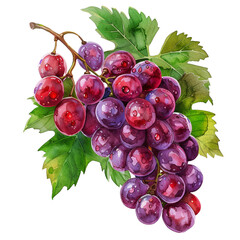 Fototapeta premium Watercolor Bunch of red Grapes on transparent background