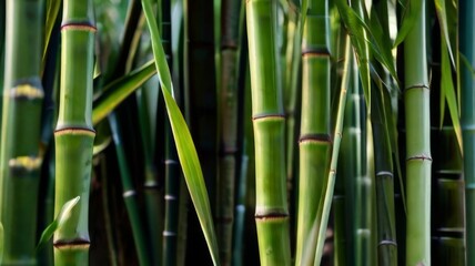 Texture of green bamboo stalks, showing the nodes and smooth surface