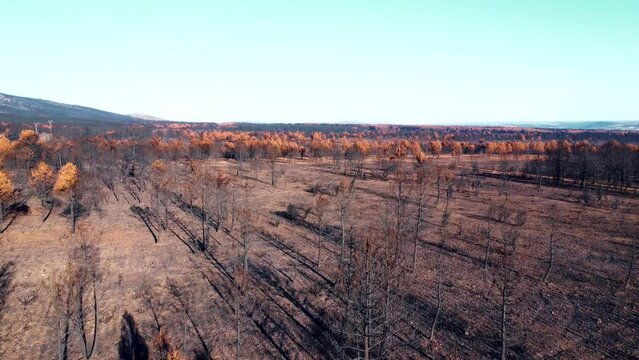 Sierra de la Culebra (Zamora) Tras la cat&aacute;strofe "Quemada"