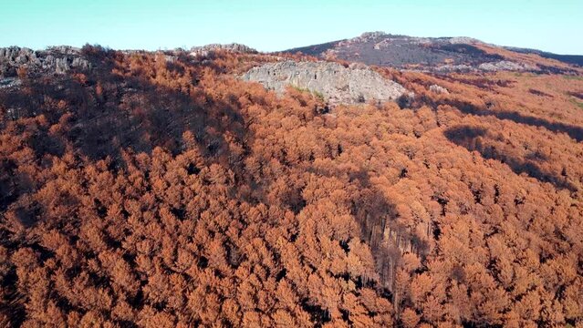 Sierra de la Culebra (Zamora) Tras la cat&aacute;strofe "Quemada"