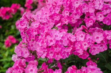 Beautiful pink phlox flowers in the garden