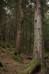 dense spruce wild forest. ecology