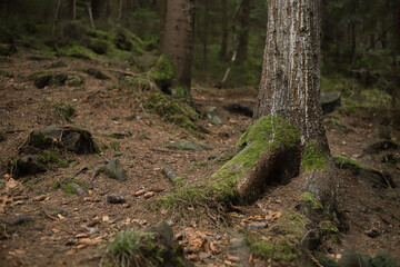 dense spruce wild forest. ecology