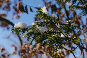 Yew evergreen plant in winter time
