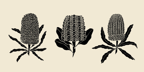 Set of flat vector banksia flowers. Australian native plants - obrazy, fototapety, plakaty