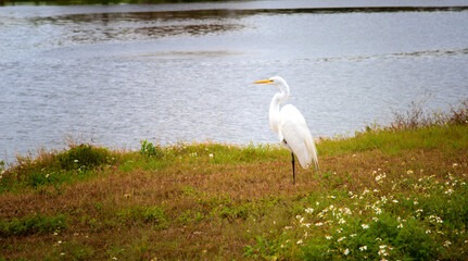 Great White Egret Bird, Resting on Shoreline of Natural Habitat
