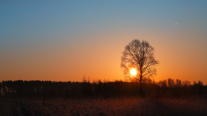 Fototapeta na wymiar Magical sunrise with tree. Tree silhouette in golden sunrise.