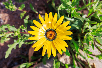 Closeup of blooming African Daisy or Dimorphotheca sinuata bright yellow flower during warm Arizona...