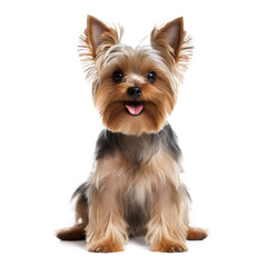 Yorkshire terrier dog sitting and looking at the camera and isolated on a white background