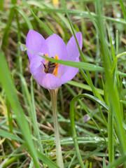 Suche nach Nektar und PollenGroßaufnahme einer Biene an einer Krokus Blüte zum Start des...