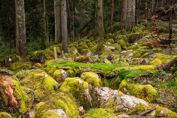 Moss-covered stones in the spruce forest in Tyrol
