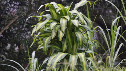 Dracaena fragrans (cornstalk dracaena, striped dracaena, compact dracaena, corn plant). This plant...