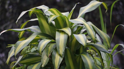 Dracaena fragrans (cornstalk dracaena, striped dracaena, compact dracaena, corn plant). This plant...