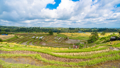 Jatiluwih Rice Terraces in Bali, Indonesia. - 735230904