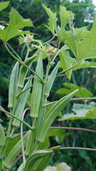 Fototapeta premium Abelmoschus esculentus in the garden