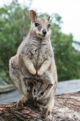 Mareeba Rock Wallaby, Australia