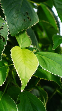 Acalypha wilkesiana leaves in the garden