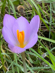 Großaufnahme einer Krokus Blüte zum Start des Frühlings. Die blute ist lila violett mit gelbem Pollen