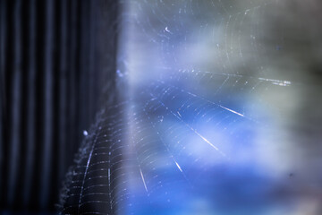 Spiderweb on wood