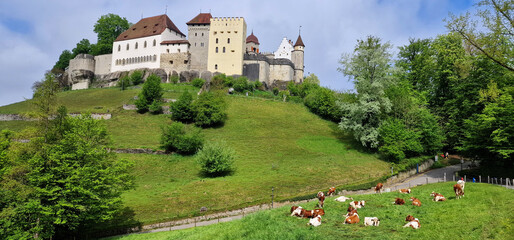 Great medieval historic castles of Switzerland - Lenzburg in the Canton of Aargau, view with grazing cows over pastures - 735237317