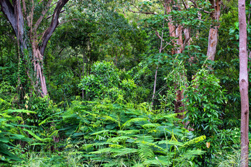 Obraz premium Rainforest, Far North Queensland, Australia