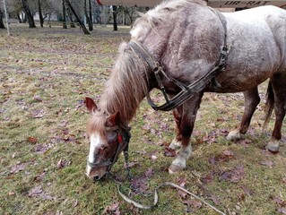 A brown harnessed horse grazes on the grass in the garden in early spring. Agriculture and animals...