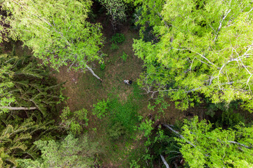 Aerial view of silhouette of man standing in green forest