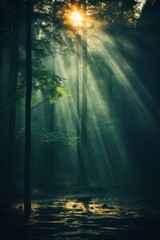 Rays of sunlight shining through the dense canopy of trees in a forest.