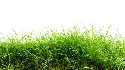 Fototapeta premium Green fresh lawn grass, isolated in white background