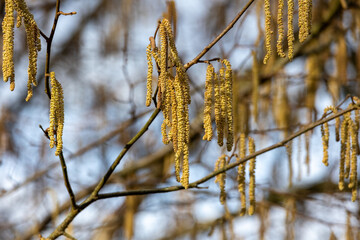 Close up of a hazel catkins on a tree in spring