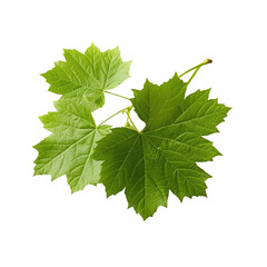 grape leaves on transparent background