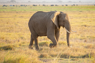 Naklejka na ściany i meble An African bush elephant in Amboseli National Park, Kenya