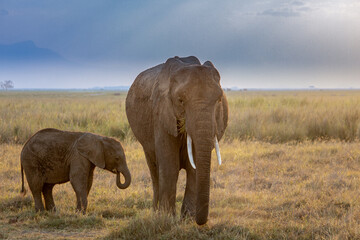 Female elephant with calf in Amboseli National Park, Kenya