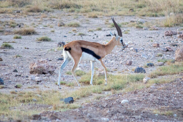 A Thomson's gazelle about to cross a road in Amboseli National Park