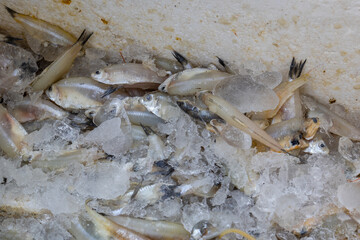 fresh fish kept at snow box at retail shop for sale at day from different angle