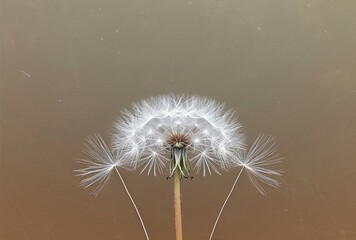 Fototapeta premium Dandelion in the Sky, A Flower in the Air, Soaring Seeds, Floating Daisy.