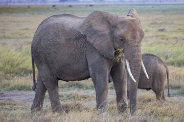 Obraz premium An African bush elephant in Amboseli National Park, Kenya