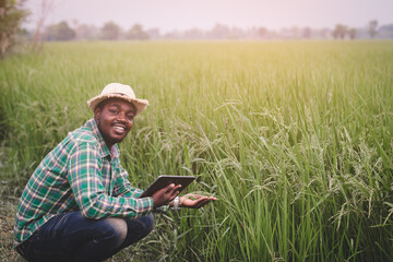 African farmer using tablet for research leaves of rice in organic farm field.Agriculture...