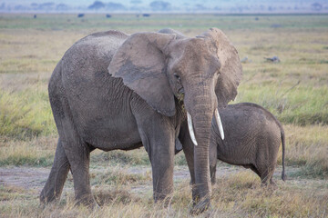 Naklejka na ściany i meble An African elephant turns to face the camera in Amboseli National Park, Kenya