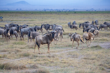 Naklejka na ściany i meble A herd of common wildebeest in Amboseli National Park, Kenya
