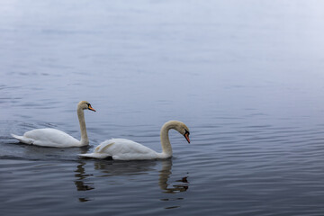 Two swans swims in the river, wild birds in the city - 735252530