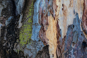 bark of a tree close up